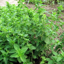 Load image into Gallery viewer, Oregano, Italian - Organic