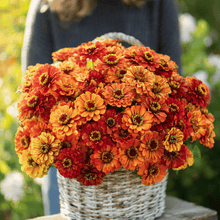 Load image into Gallery viewer, Zinnia, Oriole