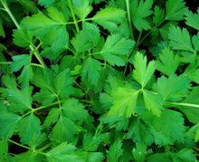 Load image into Gallery viewer, Parsley, Dark Green Italian