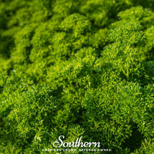 Load image into Gallery viewer, Parsley, Evergreen