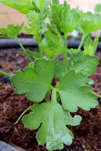 Load image into Gallery viewer, Parsley, Dark Green Italian