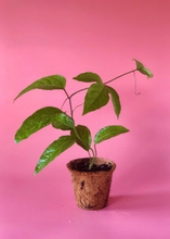 Load image into Gallery viewer, Passion Fruit, Purple Possum
