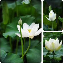 Load image into Gallery viewer, Lotus, Open Mouth Bonsai