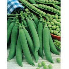 Load image into Gallery viewer, Pea, Progress #9 - Organic