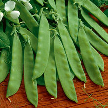 Load image into Gallery viewer, Pea, Sugar Daddy - Organic