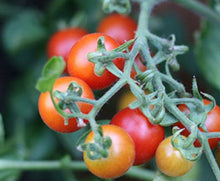 Load image into Gallery viewer, Tomato, Cherry Peacevine