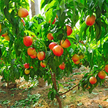 Load image into Gallery viewer, Peach, Multi-Fruit