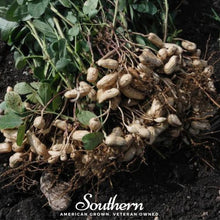 Load image into Gallery viewer, Peanuts, Tennessee Red