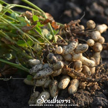 Load image into Gallery viewer, Peanuts, Tennessee Red