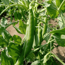 Load image into Gallery viewer, Peas, Early Frosty