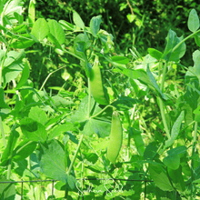 Load image into Gallery viewer, Snow Peas, Oregon Sugar II