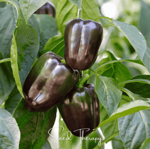 Load image into Gallery viewer, Pepper, Chocolate Beauty Bell