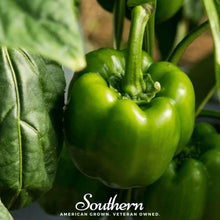 Load image into Gallery viewer, Pepper, Emerald Giant Sweet Bell