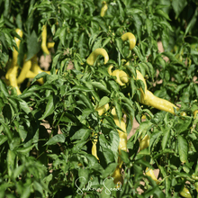 Load image into Gallery viewer, Pepper, Hungarian Wax