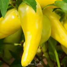 Load image into Gallery viewer, Pepper, Hungarian Wax