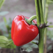 Load image into Gallery viewer, Pepper, Pimento Sweet