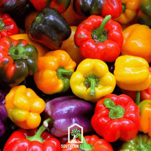 Load image into Gallery viewer, Pepper, Rainbow Bell Sweet