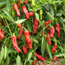 Load image into Gallery viewer, Pepper, Shishito - Organic