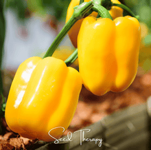 Load image into Gallery viewer, Pepper, Sunbright Sweet Bell