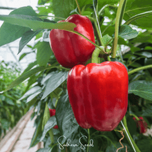 Load image into Gallery viewer, Pepper, Yolo Wonder Bell