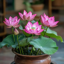 Load image into Gallery viewer, Lotus, Pink Seeds