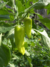 Load image into Gallery viewer, Pepper, Greek Golden