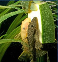 Load image into Gallery viewer, Pleco Feeder