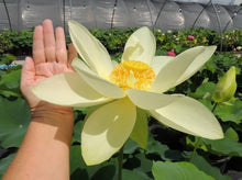 Load image into Gallery viewer, Lotus, Giant Sunburst Seeds