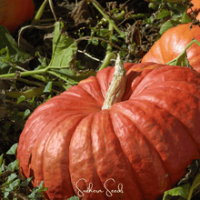 Load image into Gallery viewer, Pumpkin, Cinderella