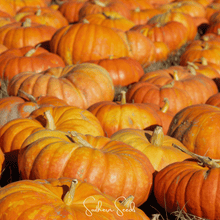 Load image into Gallery viewer, Pumpkin, Cinderella