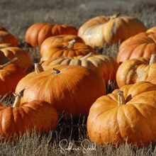 Load image into Gallery viewer, Pumpkin, Cinderella