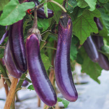 Load image into Gallery viewer, Eggplant, Long Purple Seeds - Organic