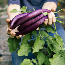 Load image into Gallery viewer, Eggplant, Long Purple Seeds - Organic