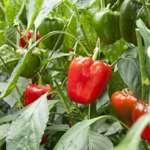 Load image into Gallery viewer, Pepper, Cal Wonder Sweet - Organic