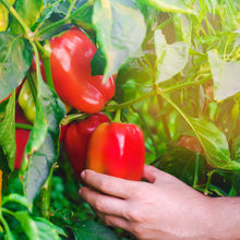 Load image into Gallery viewer, Pepper, Cal Wonder Sweet - Organic