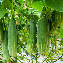 Load image into Gallery viewer, Cucumber, Marketmore 76 - Organic