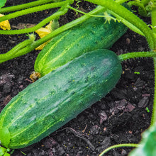 Load image into Gallery viewer, Cucumber, Marketmore 76 - Organic