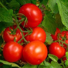 Load image into Gallery viewer, Triple Play Tomato &amp; Vegetable Plant Food 8-8-8