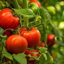 Load image into Gallery viewer, Tomato, Beefsteak - Organic