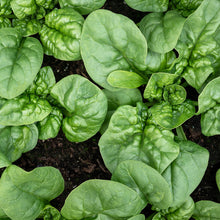 Load image into Gallery viewer, Spinach, Bloomsdale - Organic