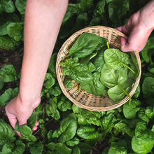 Load image into Gallery viewer, Spinach, Bloomsdale - Organic