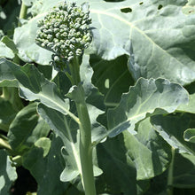 Load image into Gallery viewer, Broccoli Raab - Organic