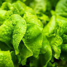Load image into Gallery viewer, Lettuce, Buttercrunch - Organic