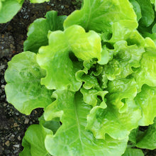 Load image into Gallery viewer, Lettuce, Buttercrunch - Organic