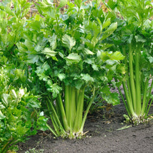 Load image into Gallery viewer, Celery, Utah Tall - Organic