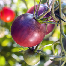 Load image into Gallery viewer, Tomato, Cherokee Purple - Organic