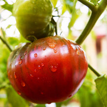 Load image into Gallery viewer, Tomato, Cherokee Purple - Organic
