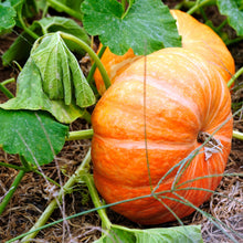 Load image into Gallery viewer, Pumpkin, Cinderella Seeds - Organic