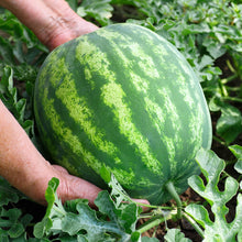 Load image into Gallery viewer, Watermelon, Crimson Sweet - Organic