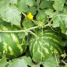 Load image into Gallery viewer, Watermelon, Crimson Sweet - Organic